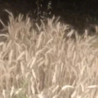 بذر گندم دیم ونیمه آبی