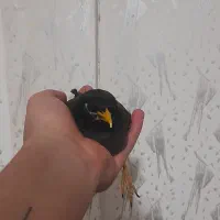 مرغ مینا معاوضه با بچه گرینچیگ