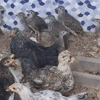 جوجه بلدرچین ۳ ماه