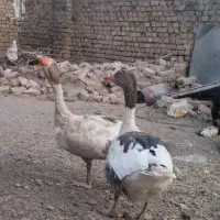 غار