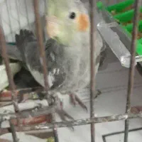 طوطی عروس هلندی ماده