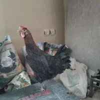 مرغ تخم گذار محلی