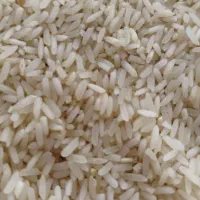 برنج چمپا درجه یک زیر قیمت بازار