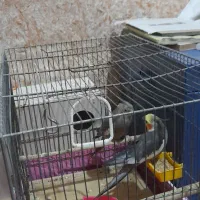 پرنده عروس