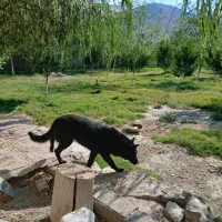 سگ‌ژرمن‌بلک