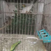3عددقناری ماده کاردرست یه عددنر
