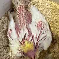 عروس هلندی