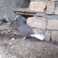 دمبی ماده جوانه با دم مشکی ماده۱۶ دم