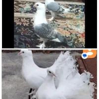 کبوتر زینتی