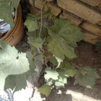 چهار بانه باغ درسهرورد