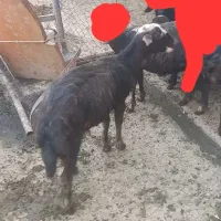 بره ماده صحیح وسالم جنس داشتی