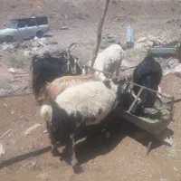 ۲ راس بره گوشتی نر حدودا ۵۰ کیلویی و یک بری