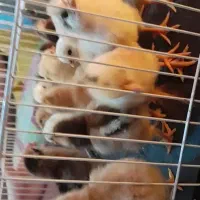 جوجه