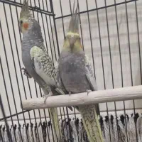 عروس هلندی  گلباقالی