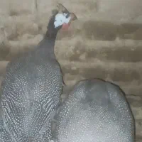 مرغ شاخدار