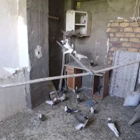 کفتر