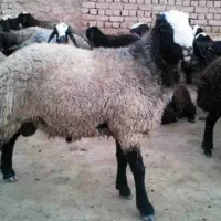 چند عدد میش بره شال