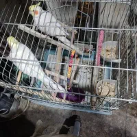دو تاعروس لوتینو نر،پدروپسرن،سخنگو، معاوضه