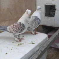 کبوترهای گلچین همه مدله