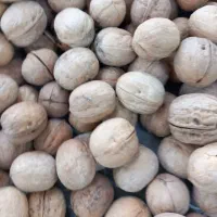گردو خارجی