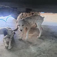 سگ دالمیشن
