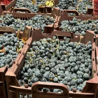 انگور سیاه سردشت|خوردنی و آشامیدنی|تهران, هروی|دیوار