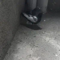 کفتر|پرنده|مشهد, كنويست|دیوار