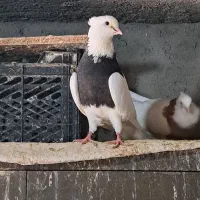 پرنده
