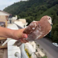 کبوتر پرشی