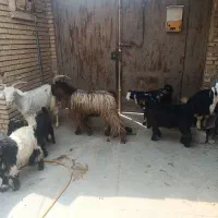 بزوبیگ