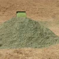 علوفه ی سبز گزره و گیاه می ری