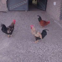 تعویض با جوجه