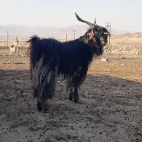 بعده بختیاری