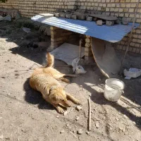 سگ ژرمن|سگ|خرم‌آباد, |دیوار