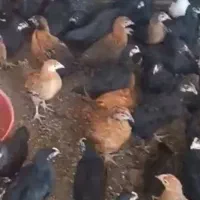جو جه مرغ بزرگ گلپایگانی ۷۲ روزه