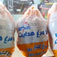 مرغ هدایت دزفول