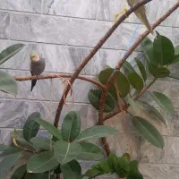 یک جفت عروس هلندی کینگ سایز