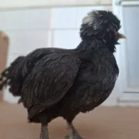 مرغ