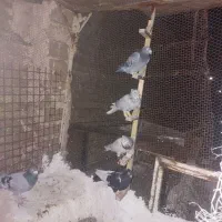 14تا کفتر پرشی