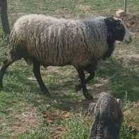 قوچ اصیل رومانف