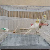 عروس هلندی