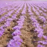 طلای سرخ