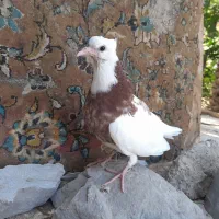 فروشی یا معاوضه