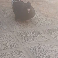 کبوتر سینه ای زاغ نر
