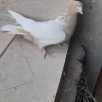 سینه ای زرد و یه مفلق سیاه