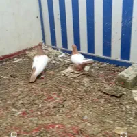 کبوترسینه زرد