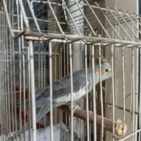 عروس هلندی نر دو ماهه باوسایل تاب ظرف غذا قفس