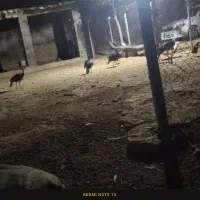 بوقلمون