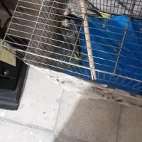 یک عدد عروس هلندی ۳۰ روزه