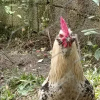 خروس فوق زیبا